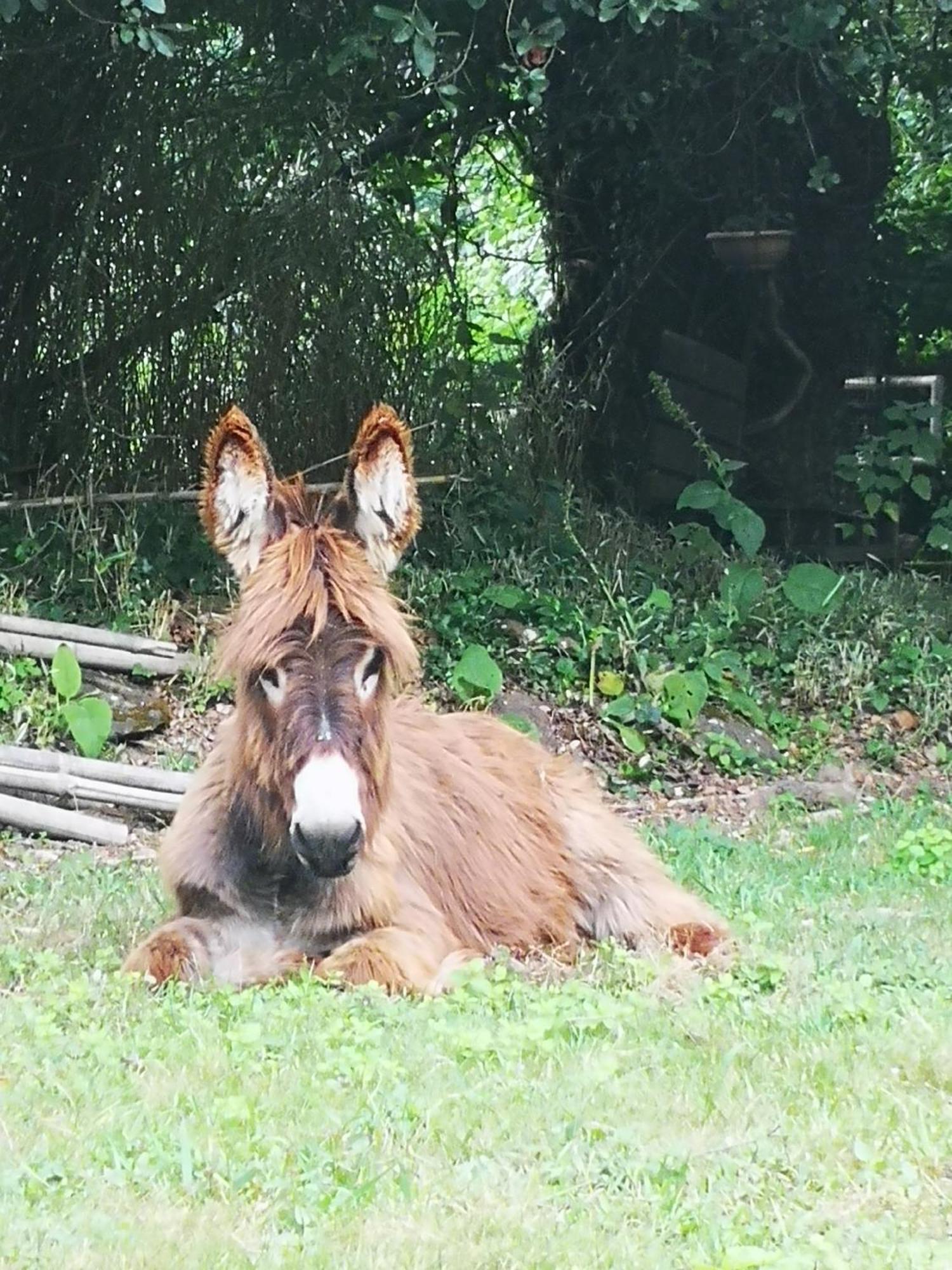 Quinta Das Aguias Aveiro Exteriör bild